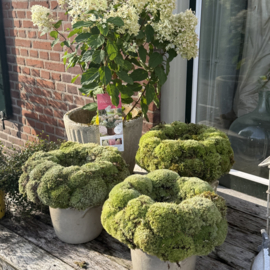 Prachtige Bolmoskrans – Ø 35 cm