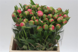 pioenrozen boeket (Coral Charm)