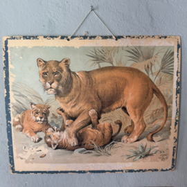 Set of 4 antique Scandinavian educational charts on cardboard - Alfred Jacobsen (ca 1900)
