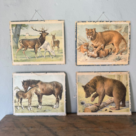 Set of 4 antique Scandinavian educational charts on cardboard - Alfred Jacobsen (ca 1900)