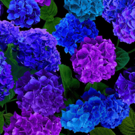 Midnight Bloom  CD 3381 Hydrangea