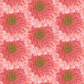 Bloomscape Packed Daisy 2441-22