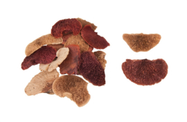 sponge mushrooms terra