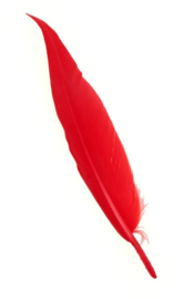 veren rood 10-15cm