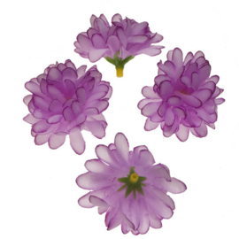 chrysant lila