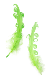 krul veer | groen