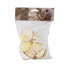 schelpenzand schelpen drijfhout