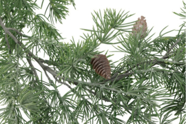 Guirlande Picea glauca L groen