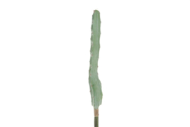 cactus groen
