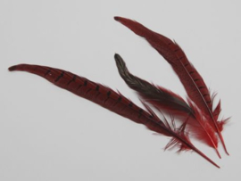 fazant veren gemengd 24 stuks | rood