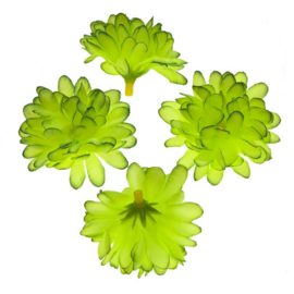 chrysant lime groen