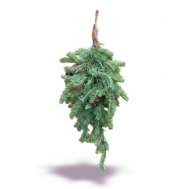 toef Abies procera 50cm