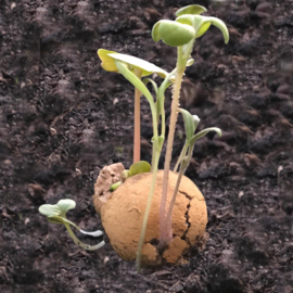 kaart | groeien met zaadbommetjes