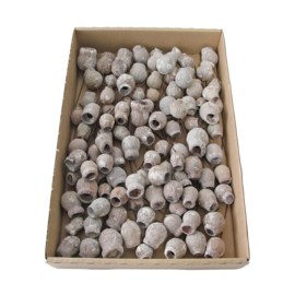 eucalyptus bells | stone washed