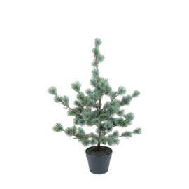 larix boom S real touch