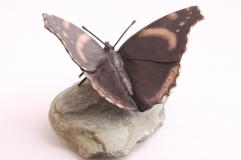 Vlinder (Atalantavlinder) - bronzen beeld