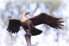 Dreigende roofvogel - visarend