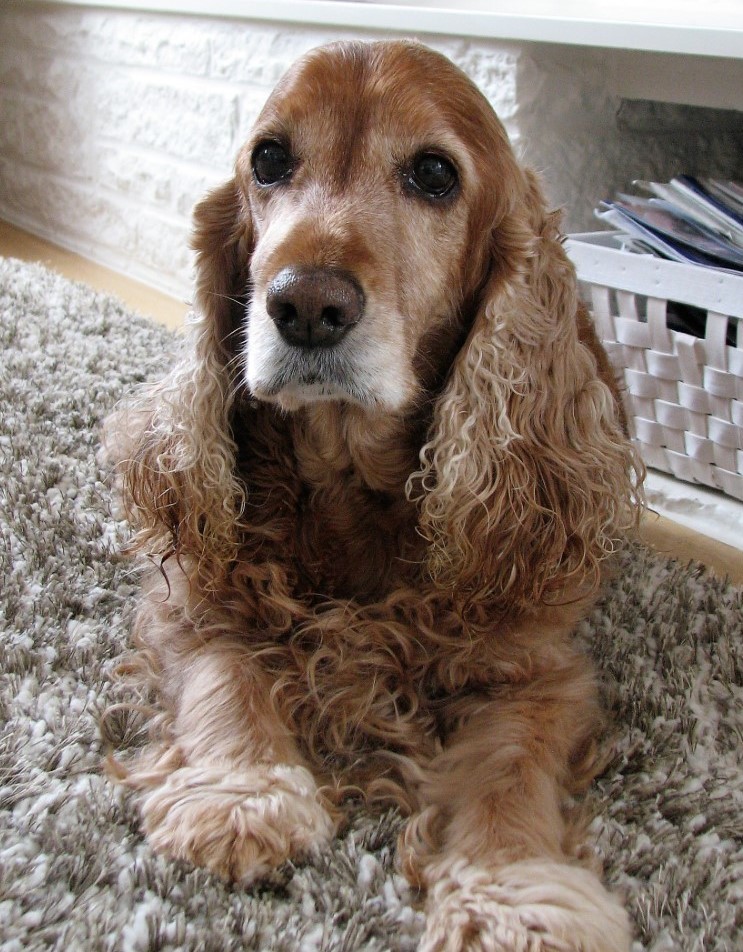 Engelse Cocker Spaniel Nelly