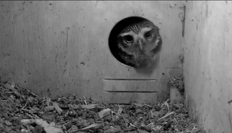 Vogelbeelden op de webcam van de Vogelstichting