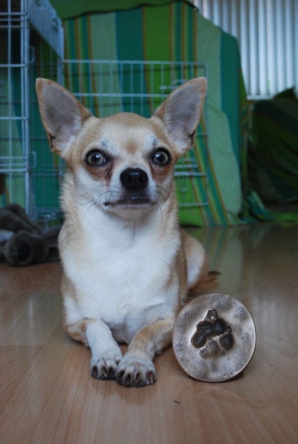 peanut met zijn pootafdruk in brons