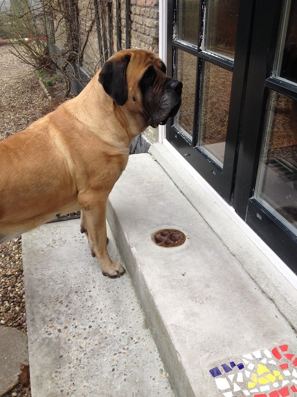 Een van de honden van Hillse Mastiffs bij pootafdruk Dirk