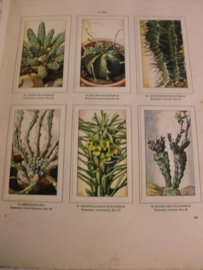 Laren, A.J. van-Vetplanten