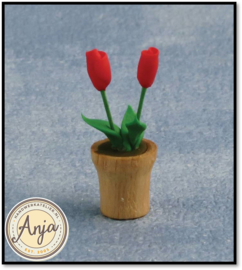 D2579 Tulpen in pot