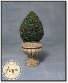 2939 Buxus in pot