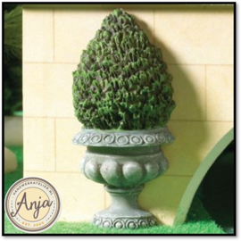 2939 Buxus in pot