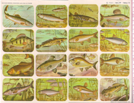 Editions Hemma Serie 39 - Tableau 14 vissen
