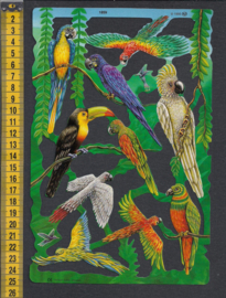 Tropische vogels poezieplaatjes MLP 1859