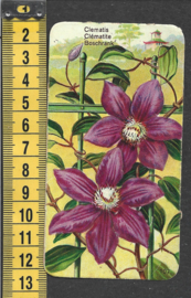 Côte d'Or Poezieplaatje: Nr 107: Boschrank (tekst voor)