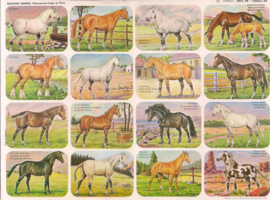 Editions Hemma Serie 39 - Tableau 39 Paarden