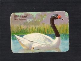 Rechthoekig antiek poezieplaatje Vogel Black-necked swan