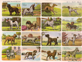 Editions Hemma Serie 39 - Tableau 40 Honden