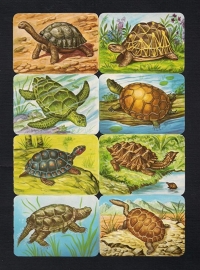 Kruger 99/32 Schildpadden poezieplaatjes