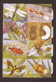 Insekten poezieplaatjes MLP 1470 B