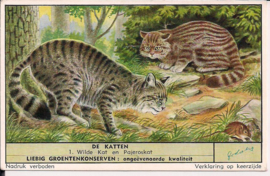 Liebig: De Katten - Wilde kat en Pajeroskat