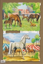 Grazende paarden poezieplaatjes MLP 1533