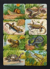 Kruger 99/11 Reptielen poezieplaatjes