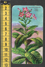 Côte d'Or Poezieplaatje: Nr 144: Tabak (tekst voor)