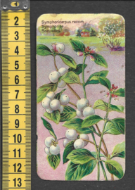 Côte d'Or Poezieplaatje: Nr 108: Sneeuwbes (tekst voor)