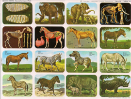 Editions Hemma Serie 39 - Tableau 43 Zoogdieren