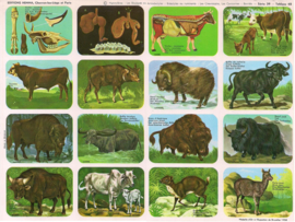 Editions Hemma Serie 39 - Tableau 45 Herkauwers