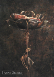 Anne Geddes kaart nr. A222: Stalen Roos