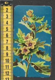 Côte d'Or Poezieplaatje: Nr 5: Hyoscyamus Niger L. (tekst achter)