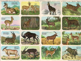 Editions Hemma Serie 39 - Tableau 47 Antilopen