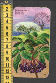 Côte d'Or Poezieplaatje: Nr 96: Zwarte Vlier (tekst voor)