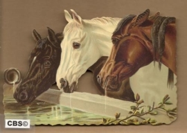 Drie paarden drinken water poezieplaatjes 5012