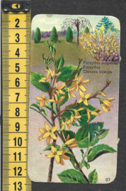 Côte d'Or Poezieplaatje: Nr 97: Chinees Klokje (tekst voor)